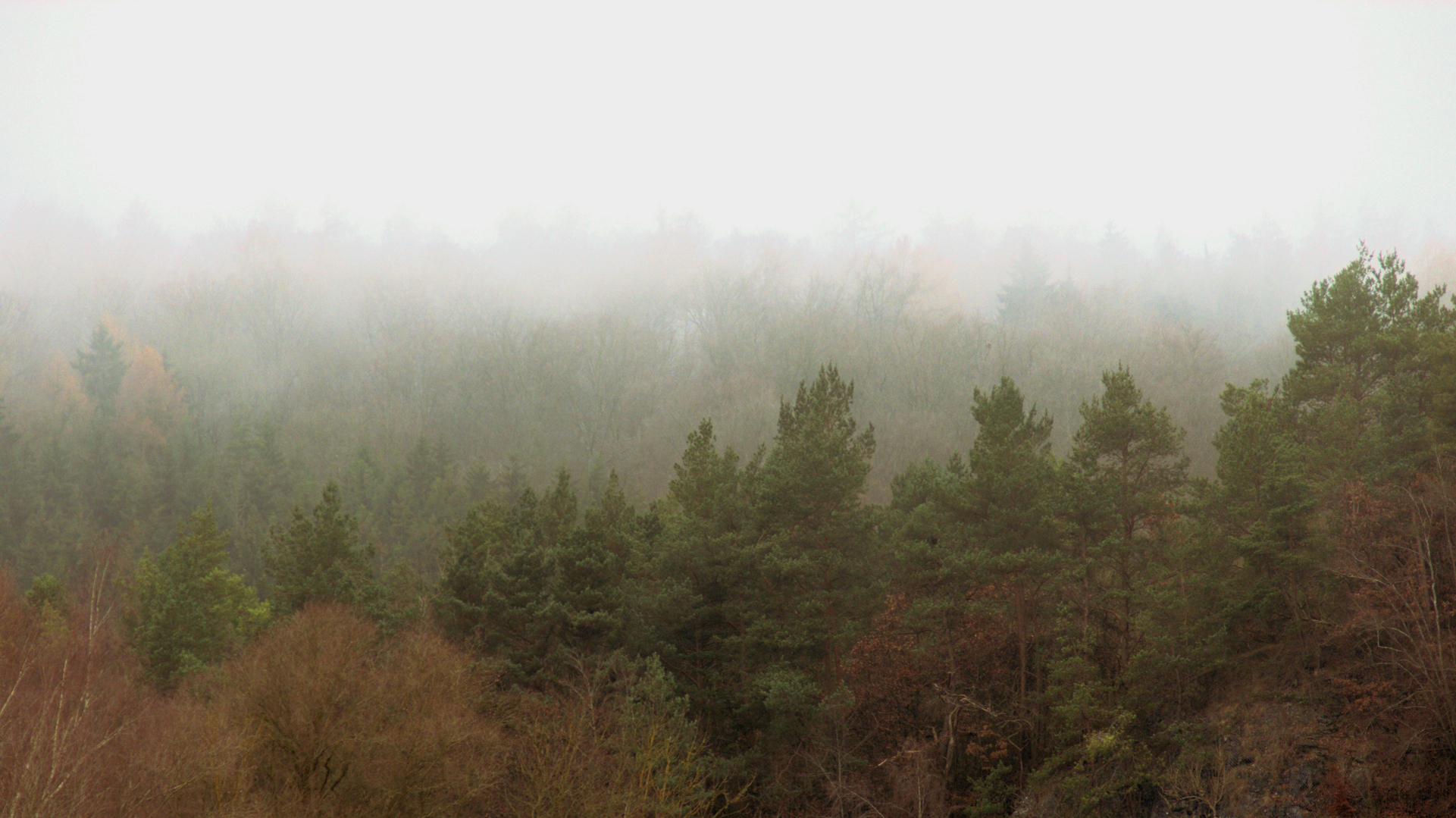 trees in fog